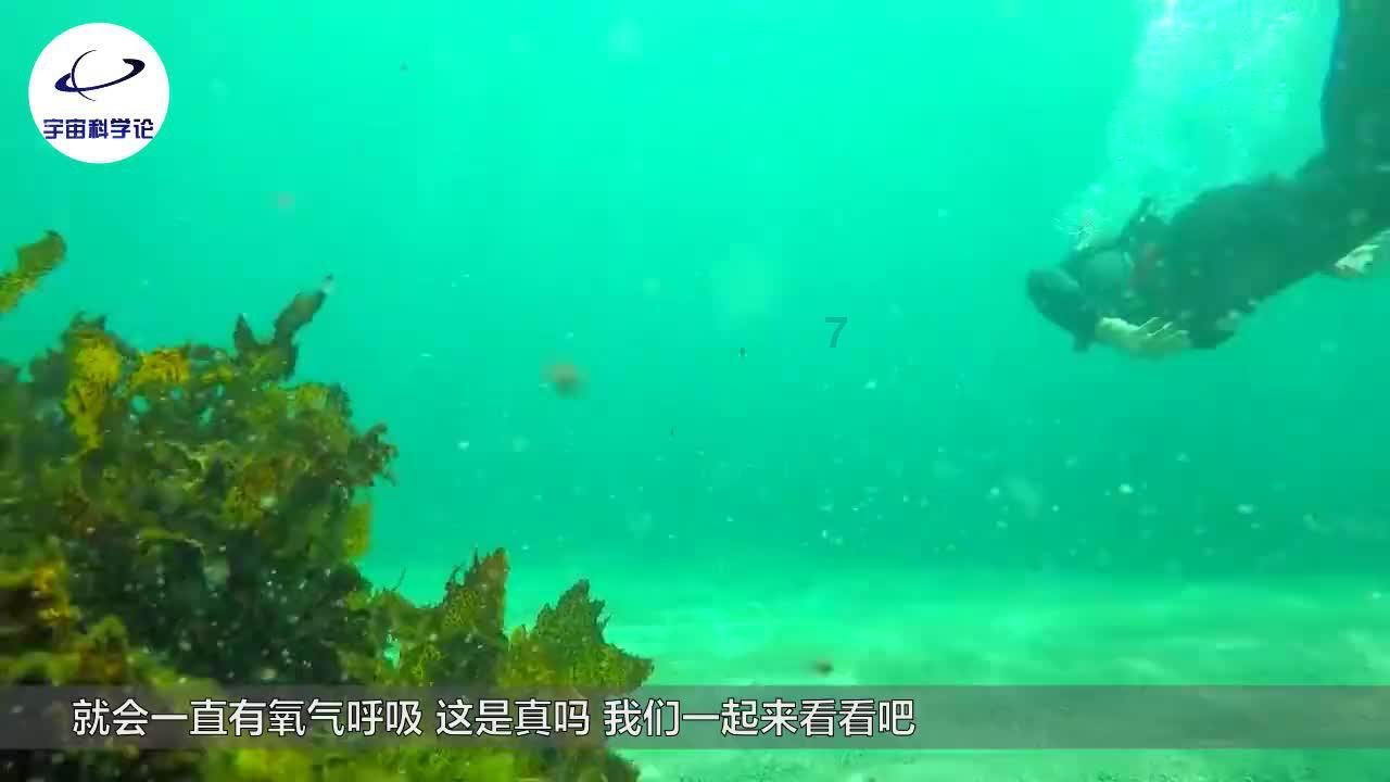 疯狂的小偷